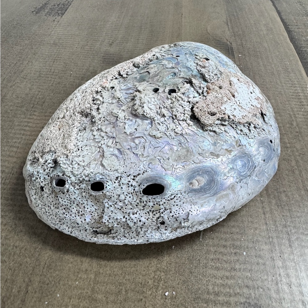 Natural Iarge Abalone Shell